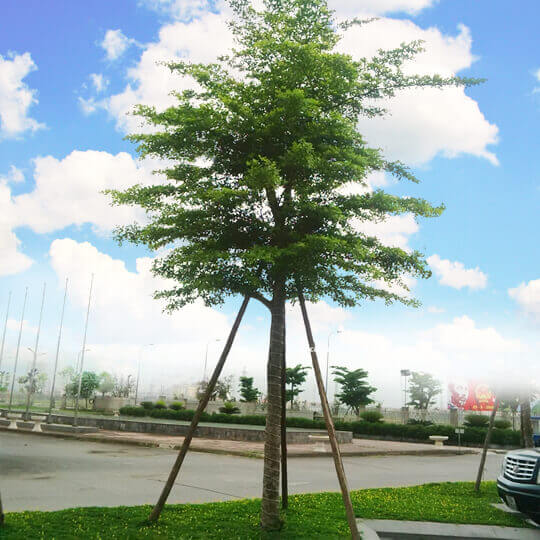 Cây Bàng Đài Loan trồng công trình