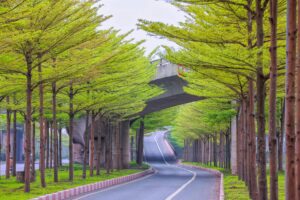 Cây Bàng Đài Loan trồng công trình