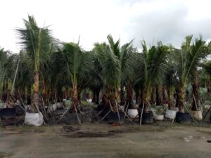 Cây dừa trồng công trình