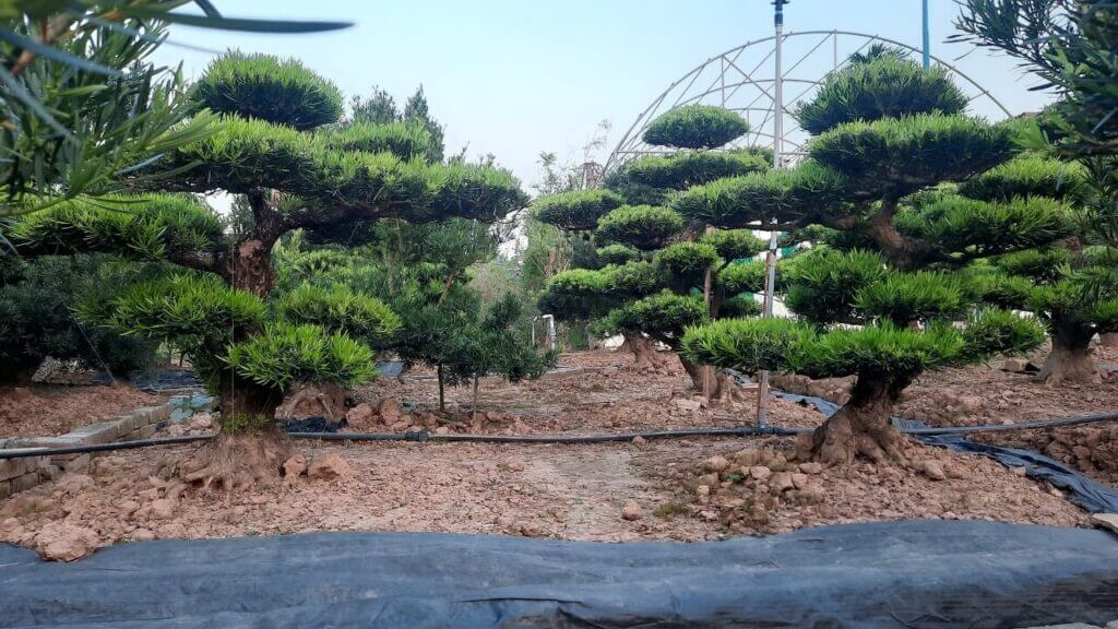 Đặc Điểm Ý Nghĩa Và Các Loại Dáng Thế Của Cây Tùng La Hán