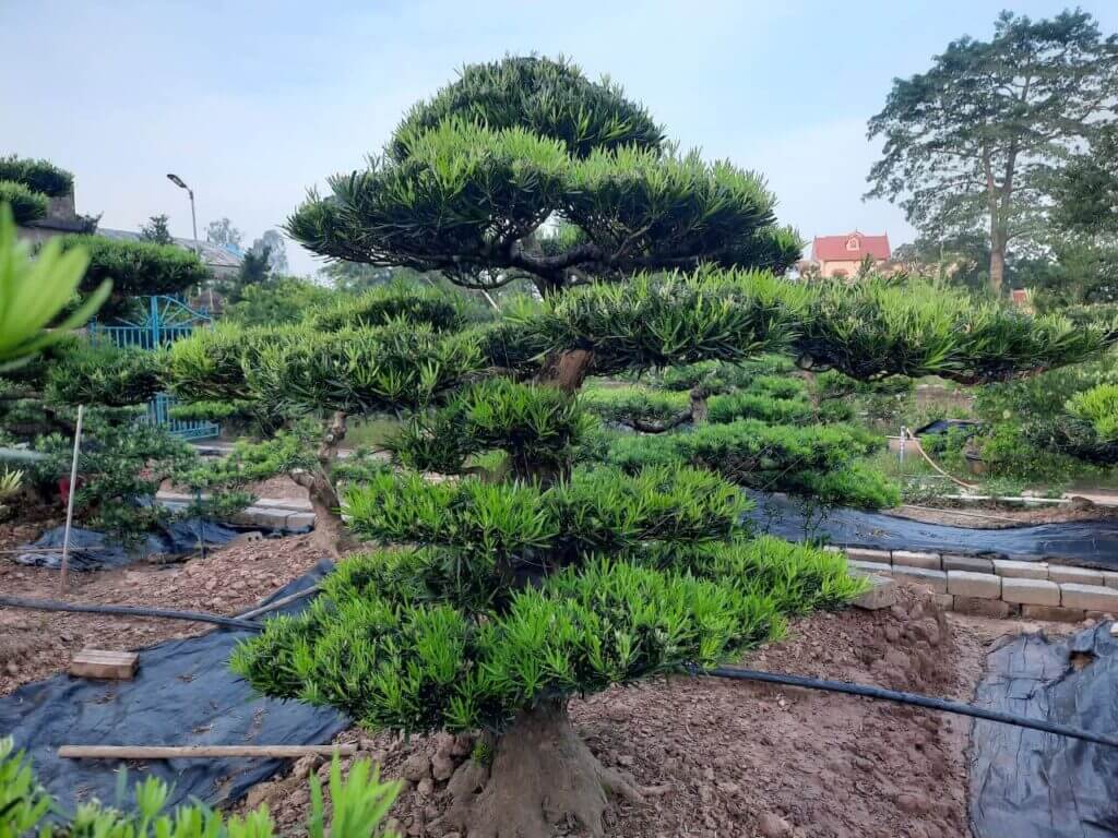 Đặc Điểm Ý Nghĩa Và Các Loại Dáng Thế Của Cây Tùng La Hán