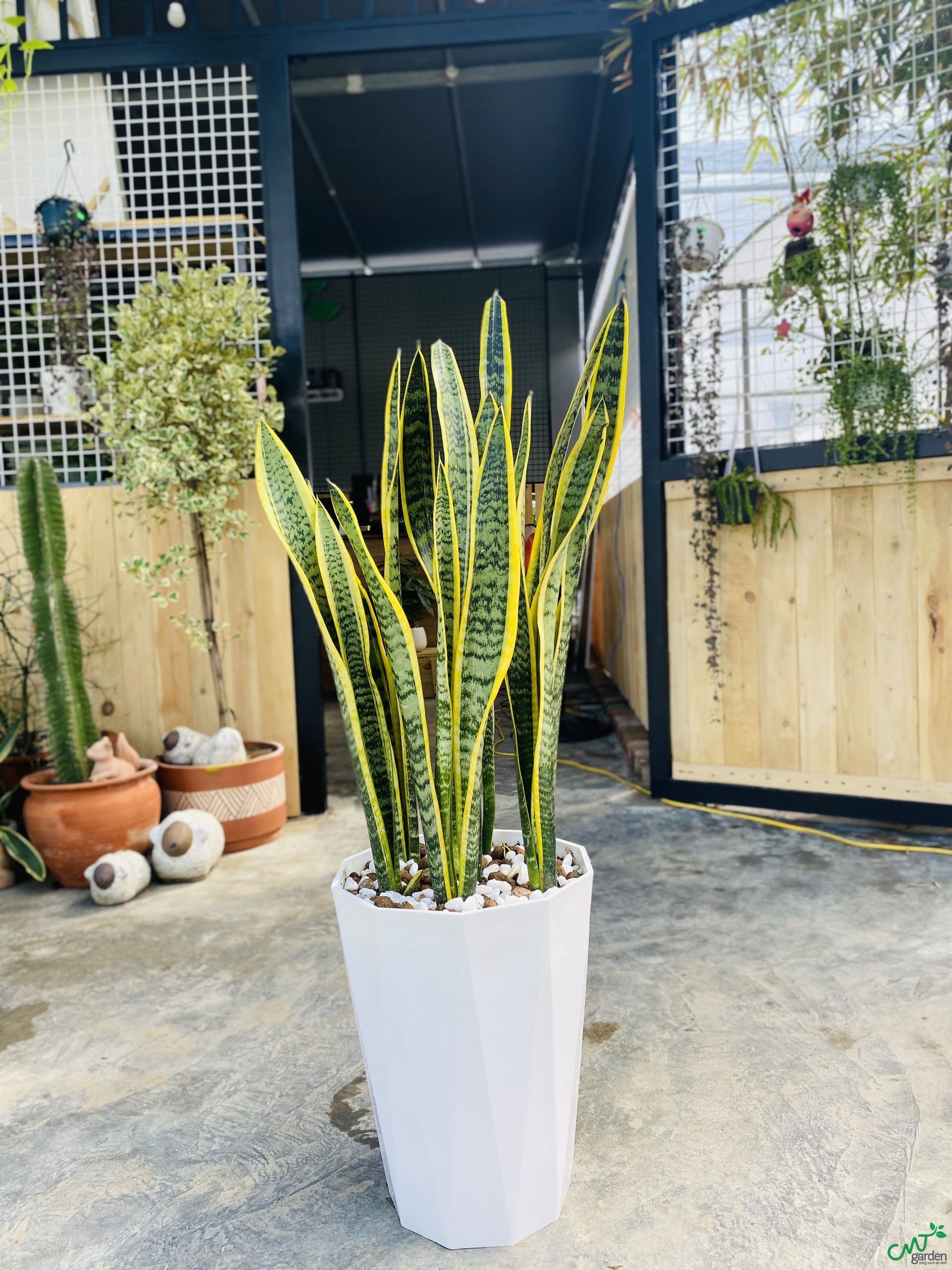 Cây Lưỡi Hổ | Cây Xanh Tân Thúy-chuyên Cây Công Trình