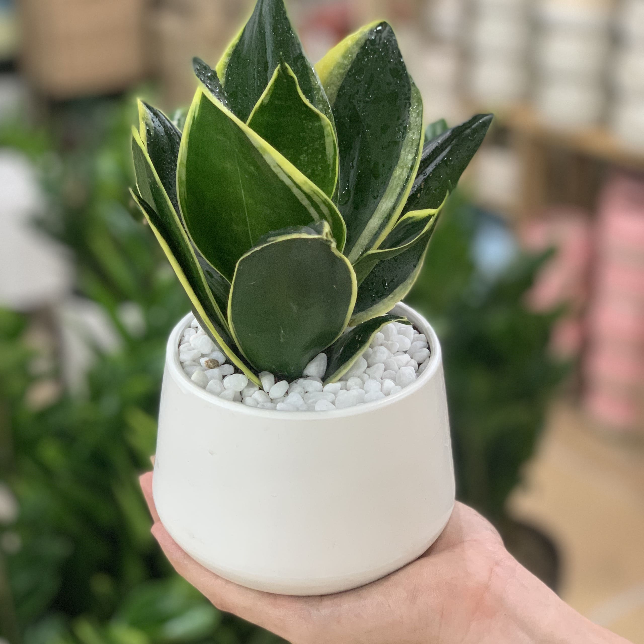 Cây Lưỡi Hổ | Cây Xanh Tân Thúy-chuyên Cây Công Trình