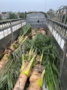 trồng dừa cho khách hàng tại Phú Thọ