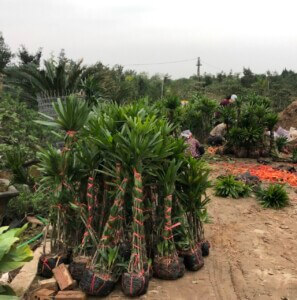 Cung cấp cây xanh cho khách hàng tại Nam Định