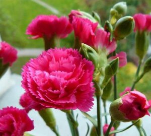 Các giống hoa cẩm chướng phổ biến