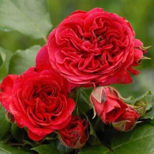 Hoa hồng lửa - Những tác dụng tuyệt vời đối với sức khỏe