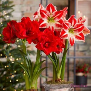 Cây hoa loa kèn- Đặc điểm, ý nghĩa và cách trồng hoa