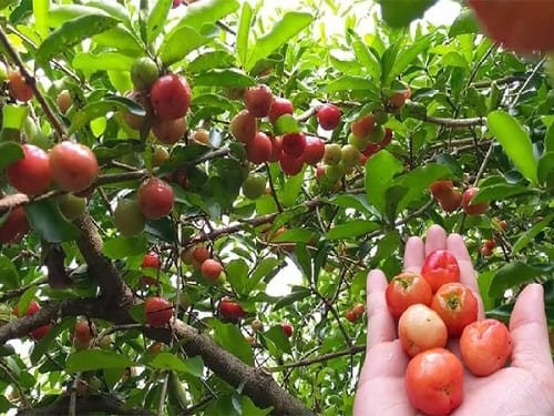 Cây Sơ Ri: Đặc điểm, Công Dụng, Cách Trồng Và Chăm Sóc | Cây Xanh Tân Thúy